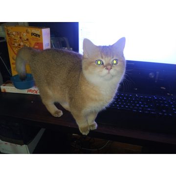 Elia, British Shorthair