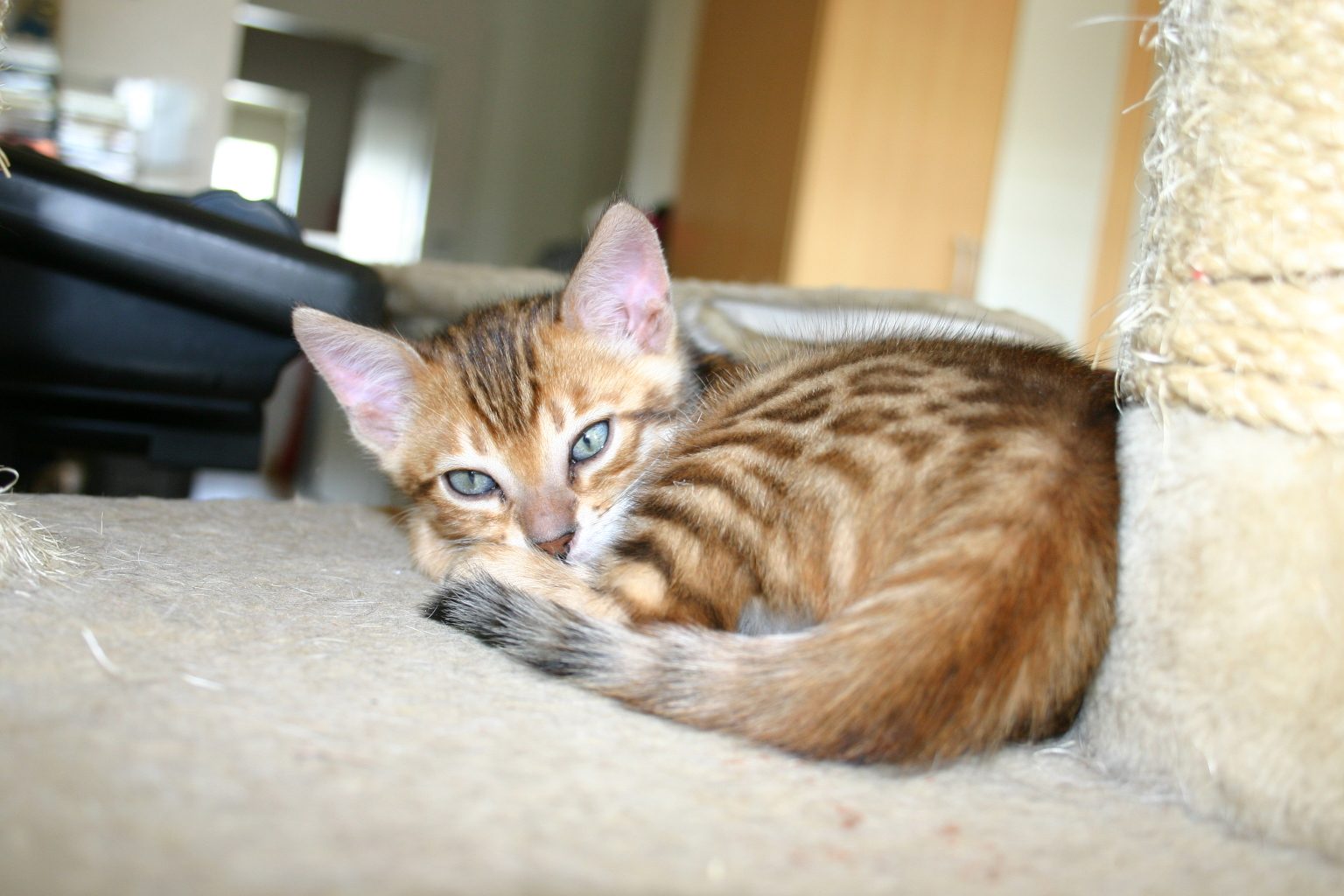 Inoué, chatte Bengal de la chatterie Kawaii Koneko
