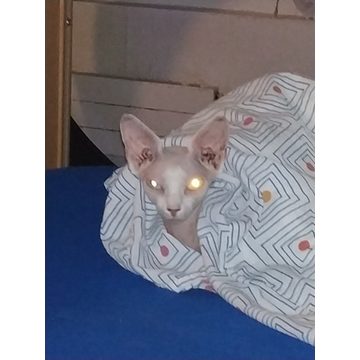 Pixie, Sphynx