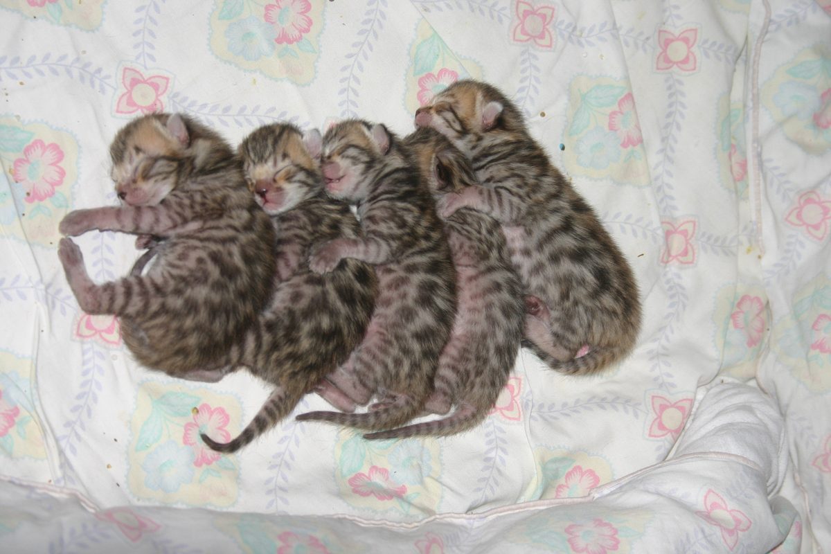 Portée de chatons Kawaii Koneko