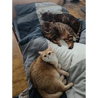 Mugi, Inoué et Elia