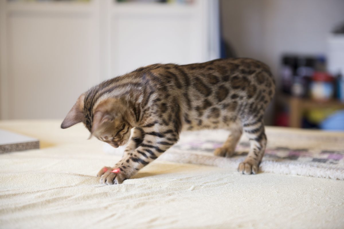 Chaton Bengal en train de jouer