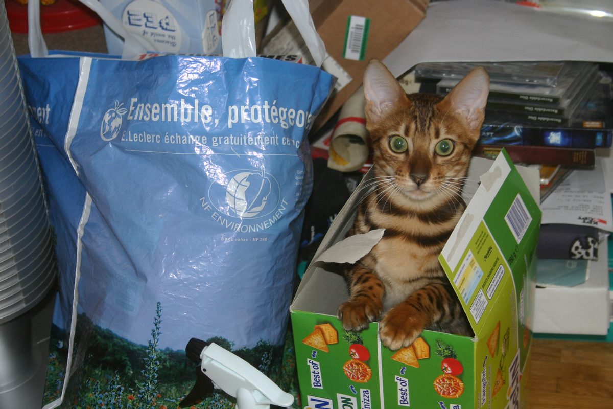 Inoué chaton