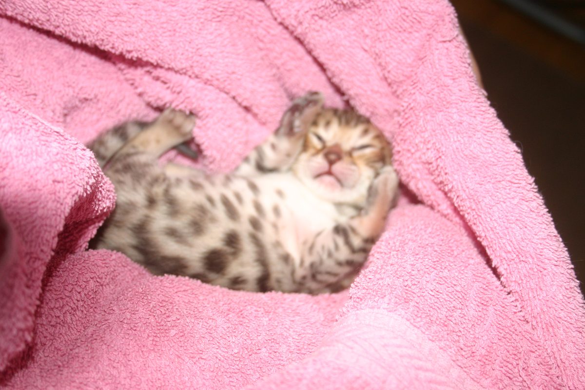 Chat de la chatterie Kawaii Koneko