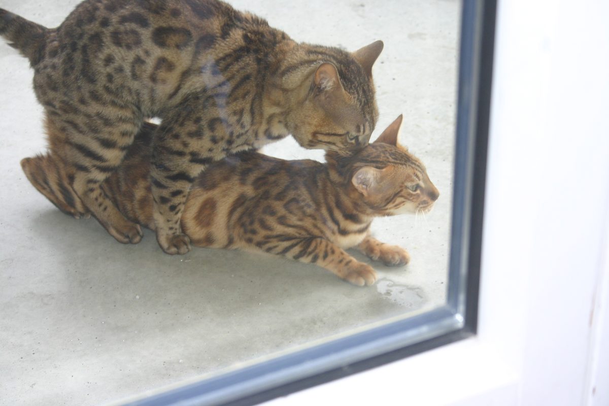 Chats de la chatterie Kawaii Koneko