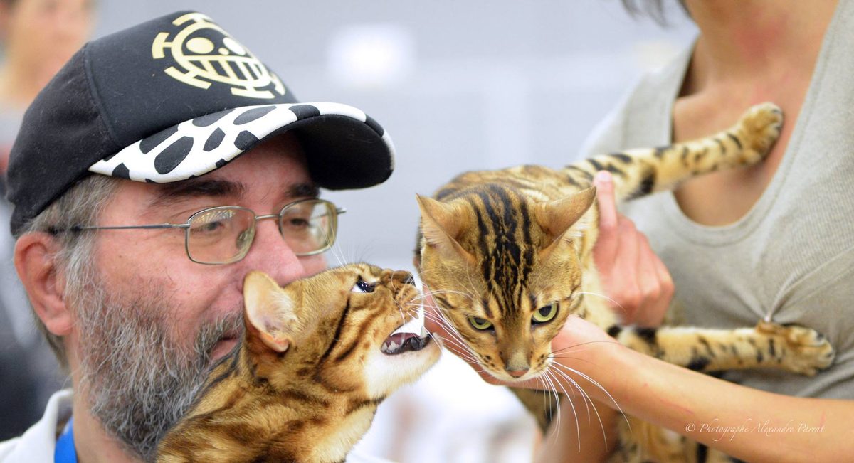 Chats de la chatterie Kawaii Koneko